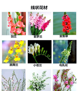 常见花卉图片,识别技巧,美化生活 常见花卉图片,识别技巧,美化生活