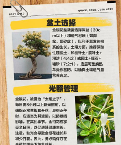 金银花怎么养殖方法,掌握关键技巧,轻松养出繁花 金银花怎么养殖方法,掌握关键技巧,轻松养出繁花