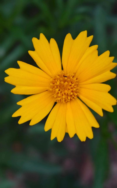 花卉拍摄技巧,掌握构图用光,拍出惊艳照片 花卉拍摄技巧,掌握构图用光,拍出惊艳照片