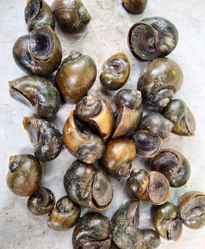 田螺养殖成本和利润,投入多少,能赚多少 田螺养殖成本和利润,投入多少,能赚多少