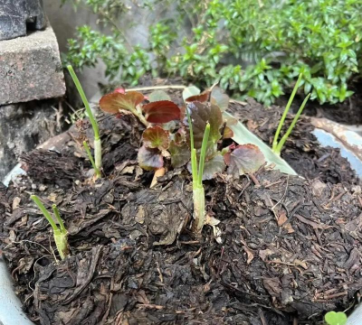 茶叶渣养花,废物利用,植物更健康 茶叶渣养花,废物利用,植物更健康