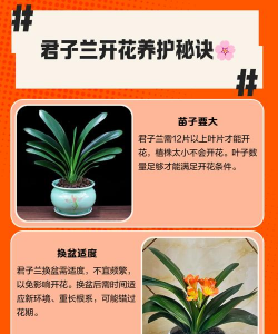 君子兰花卉,养护技巧,新手必看 君子兰花卉,养护技巧,新手必看