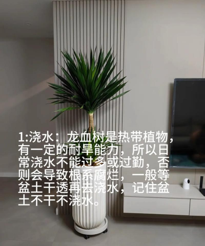 龙树的养殖方法,掌握关键技巧,轻松养出好状态 龙树的养殖方法,掌握关键技巧,轻松养出好状态