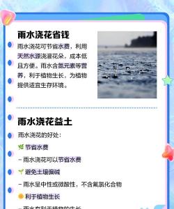 雨水养花,省水省心,还能让花更健康 雨水养花,省水省心,还能让花更健康