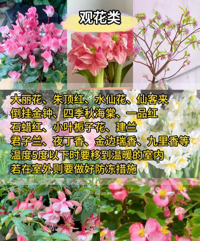 养花保温,应对低温,保护植物安全 养花保温,应对低温,保护植物安全