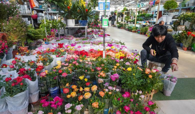 郑东花卉市场,买花好去处,品种多价格优 郑东花卉市场,买花好去处,品种多价格优