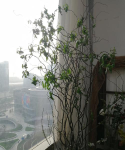 室内养花草,新手入门指南,轻松打造绿色空间 室内养花草,新手入门指南,轻松打造绿色空间