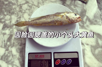 野生黄鱼和养殖黄鱼的区别,口感差异大,选购要看清 野生黄鱼和养殖黄鱼的区别,口感差异大,选购要看清