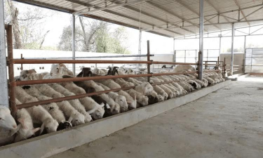 青山羊养殖前景,市场空间大,收益稳定可观 青山羊养殖前景,市场空间大,收益稳定可观