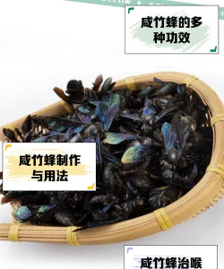 酸蜂养殖视频,新手入门指南,常见问题解答 酸蜂养殖视频,新手入门指南,常见问题解答
