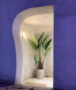 望鹤兰的养殖方法,掌握关键技巧,轻松养出好状态 望鹤兰的养殖方法,掌握关键技巧,轻松养出好状态