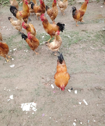 散养土鸡的养殖方法,场地选择关键,日常管理要细心 散养土鸡的养殖方法,场地选择关键,日常管理要细心