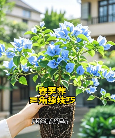 养花交流群,分享种植经验,解决养护难题 养花交流群,分享种植经验,解决养护难题