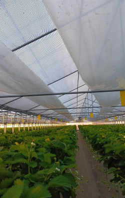 草莓养殖技术大棚,搭建要点,管理技巧 草莓养殖技术大棚,搭建要点,管理技巧