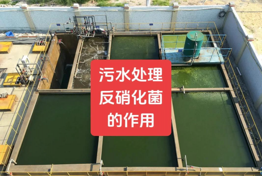 养殖污水处理菌种,净化水质,提升养殖效益 养殖污水处理菌种,净化水质,提升养殖效益