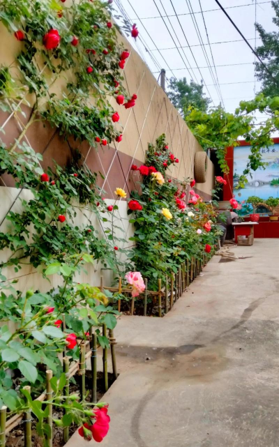 藤类花卉,美化庭院,打造垂直花园 藤类花卉,美化庭院,打造垂直花园