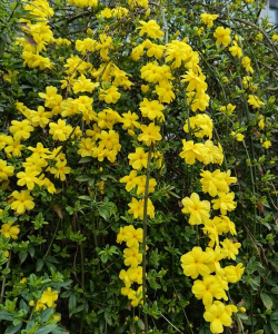 迎春花卉,点亮早春庭院,带来生机与希望 迎春花卉,点亮早春庭院,带来生机与希望