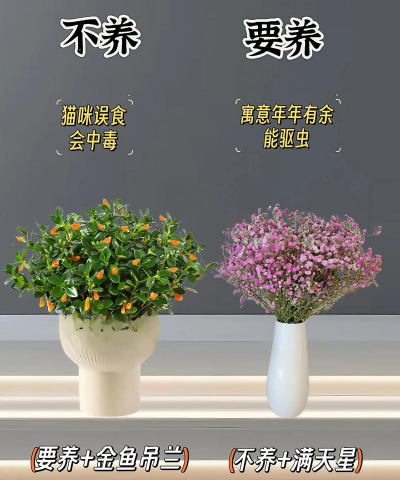 盆栽花卉市场,选购技巧,新手避坑指南 盆栽花卉市场,选购技巧,新手避坑指南