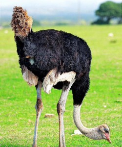 鸵鸟可以私人养殖吗,了解政策规定,掌握养殖条件 鸵鸟可以私人养殖吗,了解政策规定,掌握养殖条件