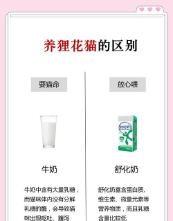 养猫又养花,安全与美观,如何兼顾 养猫又养花,安全与美观,如何兼顾