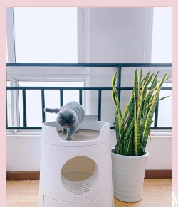 猫砂养花,废物利用,省钱又环保 猫砂养花,废物利用,省钱又环保
