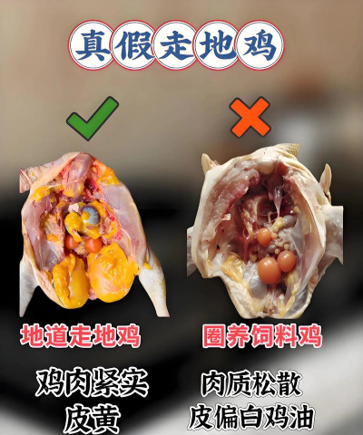 农村搞什么养殖最好,选择方向多,关键看条件 农村搞什么养殖最好,选择方向多,关键看条件