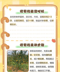 盆景橘子树怎么养殖,掌握关键技巧,轻松养出好状态 盆景橘子树怎么养殖,掌握关键技巧,轻松养出好状态