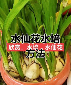 水晶球养花,新手入门指南,轻松掌握技巧 水晶球养花,新手入门指南,轻松掌握技巧