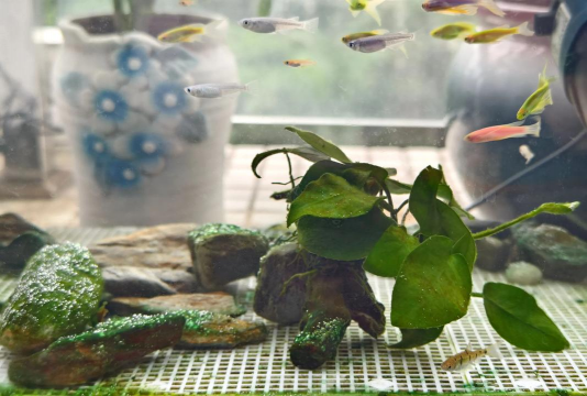 养花养鱼一体,打造生态小景,享受自然乐趣 养花养鱼一体,打造生态小景,享受自然乐趣