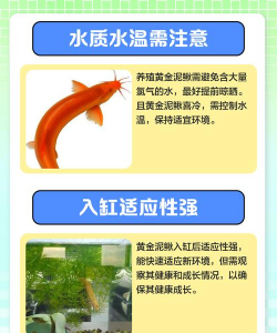 泥鳅养殖成本及利润,投入产出分析,新手必看指南 泥鳅养殖成本及利润,投入产出分析,新手必看指南