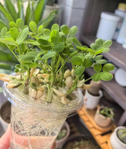 花生壳怎样发酵养花,掌握正确方法,避免常见误区 花生壳怎样发酵养花,掌握正确方法,避免常见误区