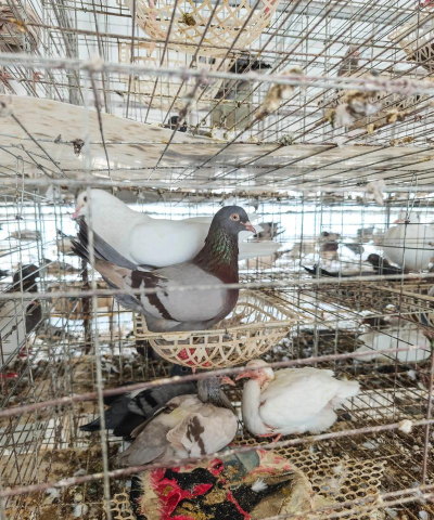 笼养肉鸽养殖技术,提高养殖效益,掌握关键要点 笼养肉鸽养殖技术,提高养殖效益,掌握关键要点