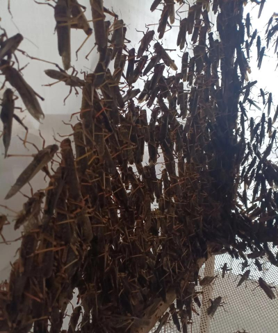 蚂蚱养殖的成本及利润,投入产出分析,新手避坑指南 蚂蚱养殖的成本及利润,投入产出分析,新手避坑指南