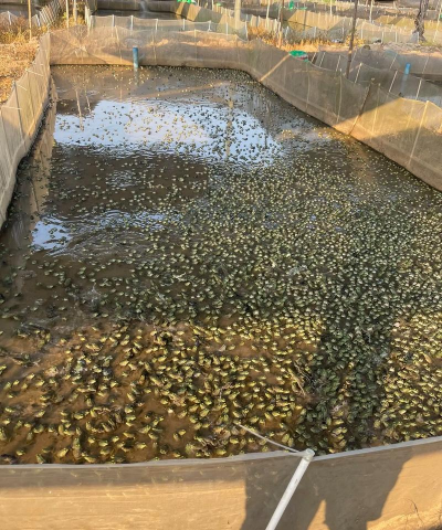 牛蛙的养殖方法和技术,掌握关键步骤,实现高效养殖 牛蛙的养殖方法和技术,掌握关键步骤,实现高效养殖
