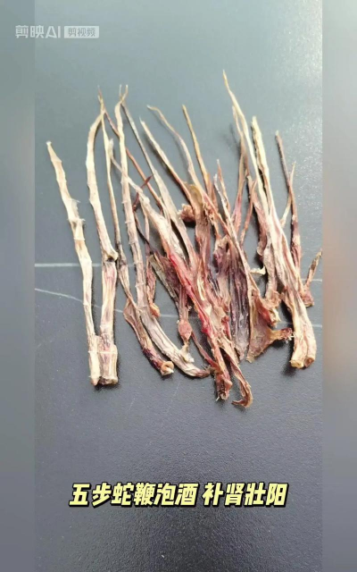 五步蛇的养殖技术,掌握关键要点,实现安全高效 五步蛇的养殖技术,掌握关键要点,实现安全高效