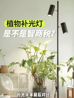 养花灯光,选对灯具,照亮植物生长 养花灯光,选对灯具,照亮植物生长
