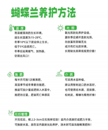 蝴蝶兰的正确养殖方法,新手必看,轻松养好 蝴蝶兰的正确养殖方法,新手必看,轻松养好