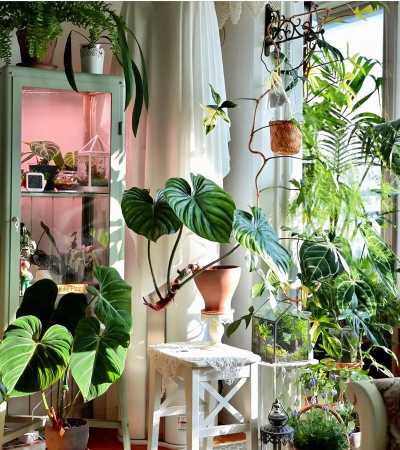 室内花卉摆放,提升家居美感,改善居住心情 室内花卉摆放,提升家居美感,改善居住心情