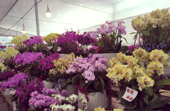 杭州花卉市场,品种丰富多样,价格实惠透明 杭州花卉市场,品种丰富多样,价格实惠透明