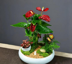 缸养花,新手入门,轻松上手 缸养花,新手入门,轻松上手