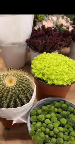 苗木花卉市场,选购技巧,避坑指南 苗木花卉市场,选购技巧,避坑指南