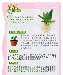 芦荟的养花,新手也能轻松上手,掌握关键养护技巧 芦荟的养花,新手也能轻松上手,掌握关键养护技巧