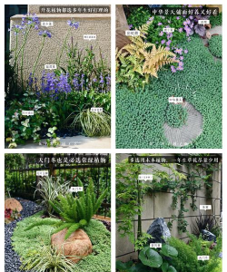 喜欢养花人,如何挑选植物,轻松打造花园 喜欢养花人,如何挑选植物,轻松打造花园