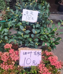芳村花卉市场,买花好去处,品种多价格低 芳村花卉市场,买花好去处,品种多价格低