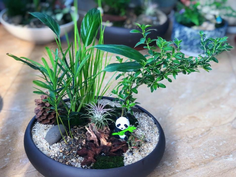 养花砂盆,透气排水好,适合多种植物 养花砂盆,透气排水好,适合多种植物