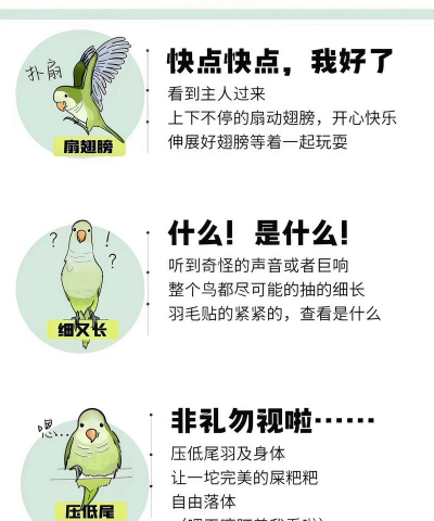 鹦鹉养殖利润有多大,成本投入分析,市场前景判断 鹦鹉养殖利润有多大,成本投入分析,市场前景判断