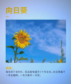 养花的快乐,体验生活美好,感受自然馈赠 养花的快乐,体验生活美好,感受自然馈赠