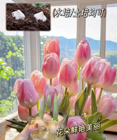 水培花卉图片,欣赏美丽,学习养护 水培花卉图片,欣赏美丽,学习养护