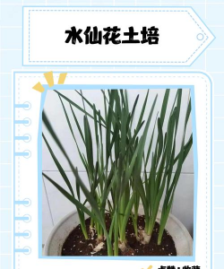 水草泥养花,提升土壤质量,促进植物生长 水草泥养花,提升土壤质量,促进植物生长