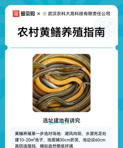 黄鳝养殖难度大吗,新手入门指南,常见问题解析 黄鳝养殖难度大吗,新手入门指南,常见问题解析